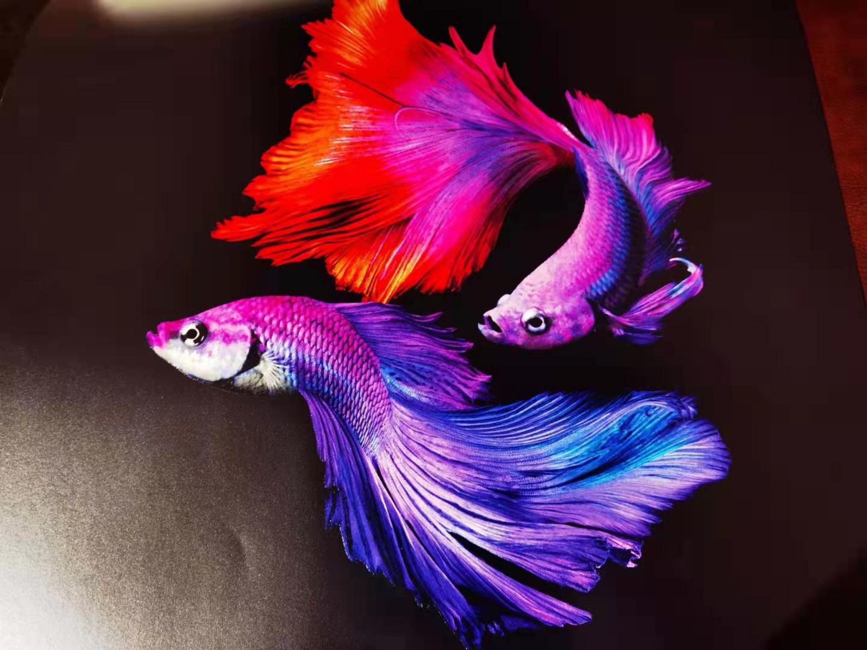 包裝定制廠家報價差距較大 包裝定制廠家報價差距較大